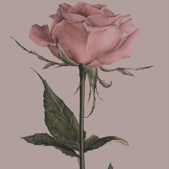 Meet your Posher, Skylar - Picture 1 of 1